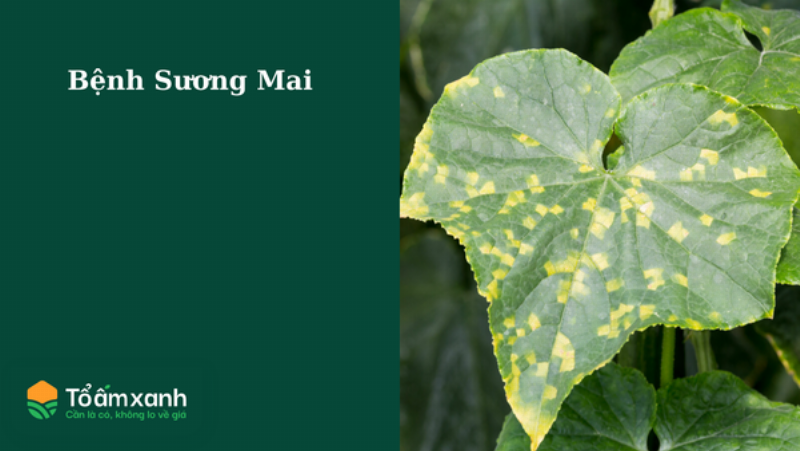 Hình ảnh lá lan bị bệnh sương mai với các đốm trắng bột đặc trưng
